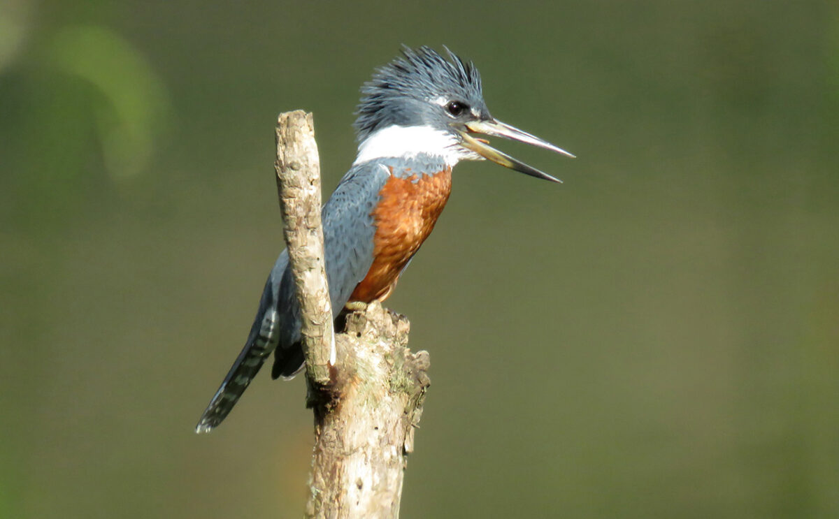 Conocer Colombia a través de sus aves