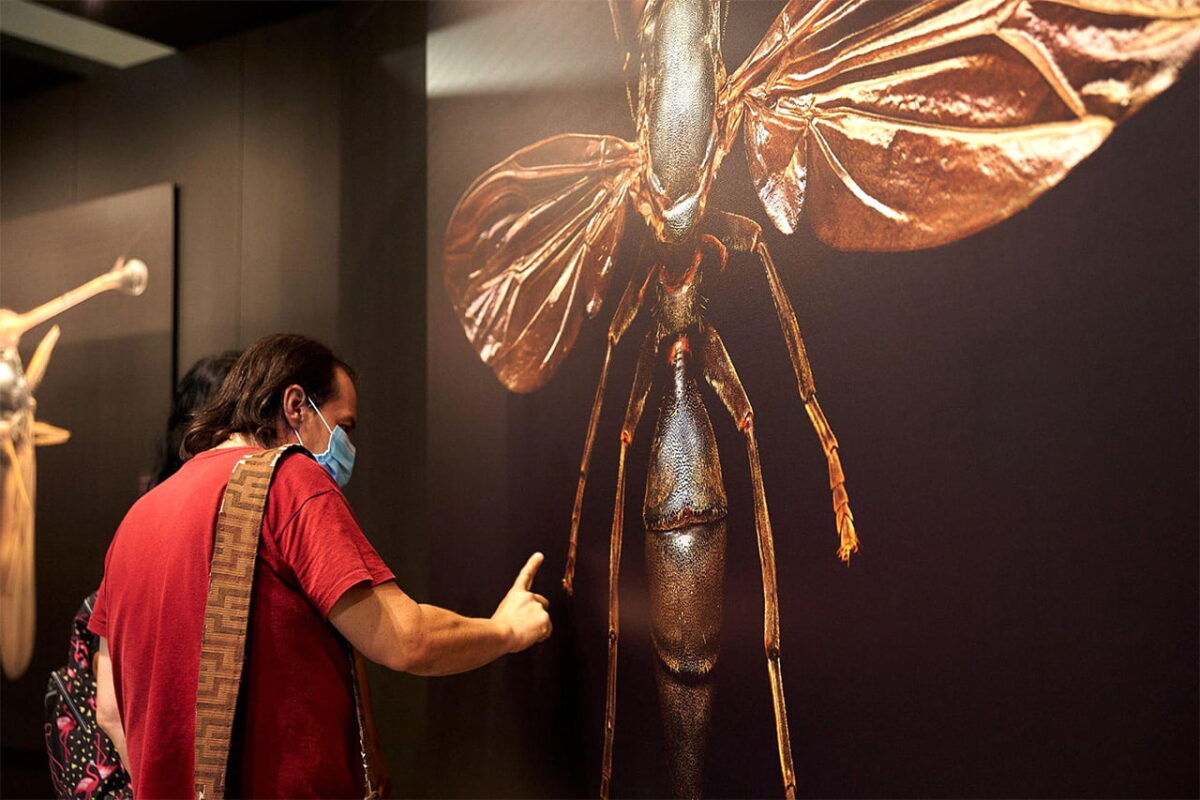 Microsculpture, insectos a gran escala