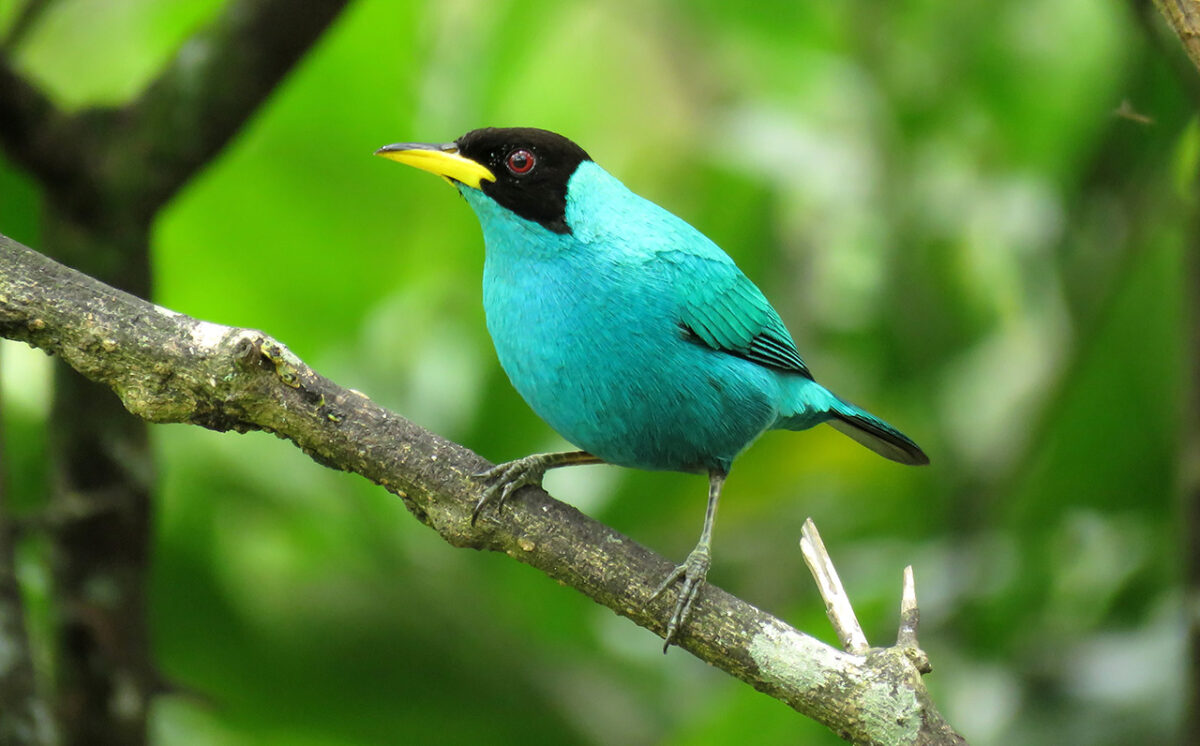 Mielero verde (Chlorophanes spiza)_Carlos Iván Restrepo