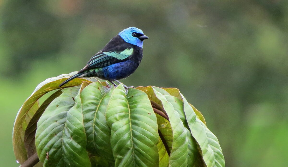 Tángara real (Stilpnia cyanicollis)_Carlos Iván Restrepo