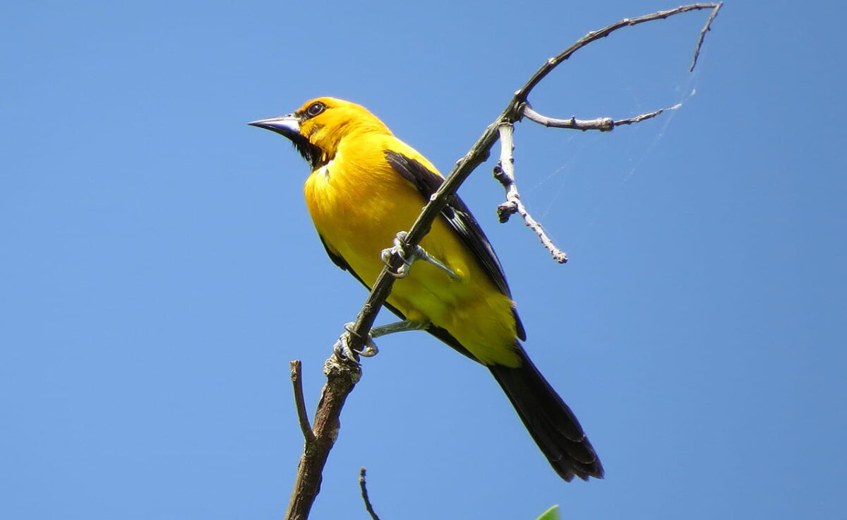 Turpial amarillo (Icterus nigrogularis)_Carlos Iván Restrepo