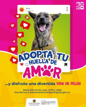 Peludos que buscan familias que los adopten en Envigado