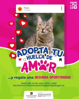 Peludos que buscan familias que los adopten en Envigado