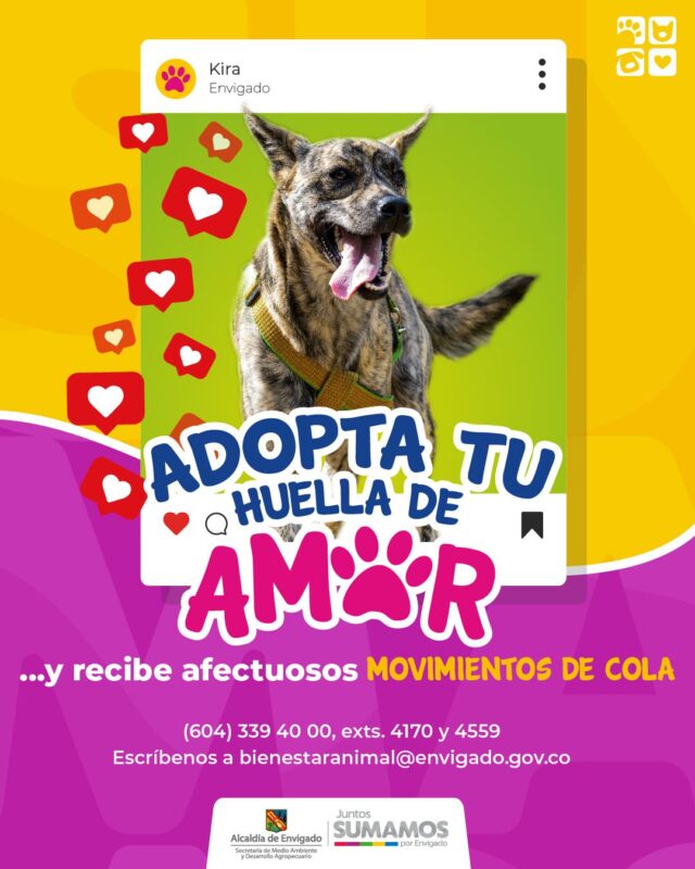 Peludos que buscan familias que los adopten en Envigado