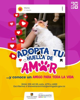 Peludos que buscan familias que los adopten en Envigado