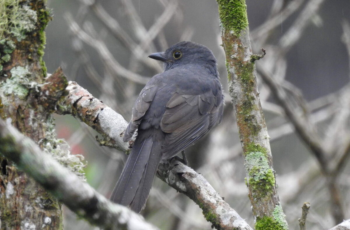 El arrierito antioqueño (Lipaugus weberi).