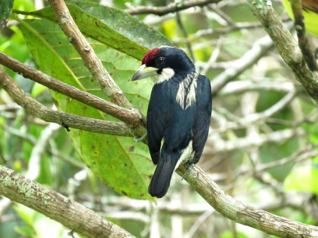 El capito dorsiblanco (Capito hypoleucus)
