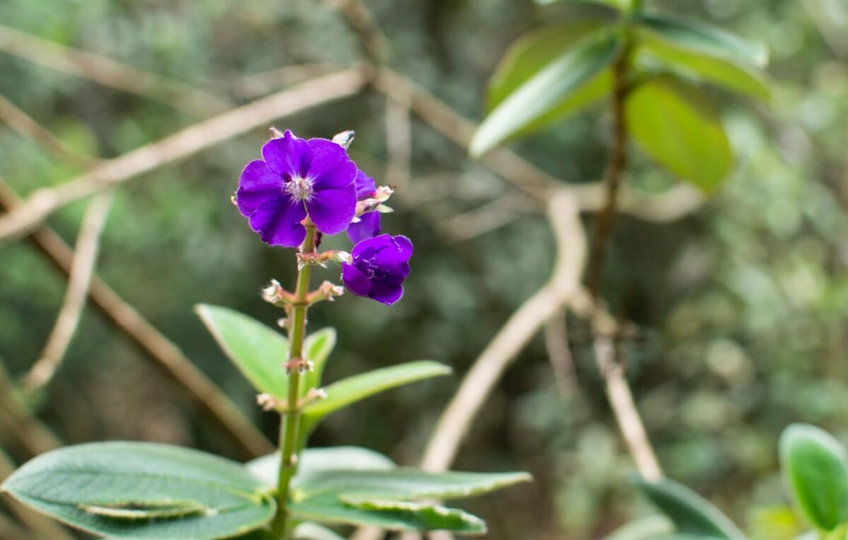 Entre las "Experiencias Arví" se destaca una ruta ecológica que se enfoca en orquídeas, bromelias y anturios. Se trata de un recorrido que especifica el cuidado que se debe tener con estas y además detalla todo lo referente a la reproducción y reintroducción de estas especies en la vida natural, porque algunas de ellas están en peligro de extinción.