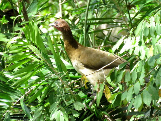 La guacharaca caribeña (Ortalis garrula)