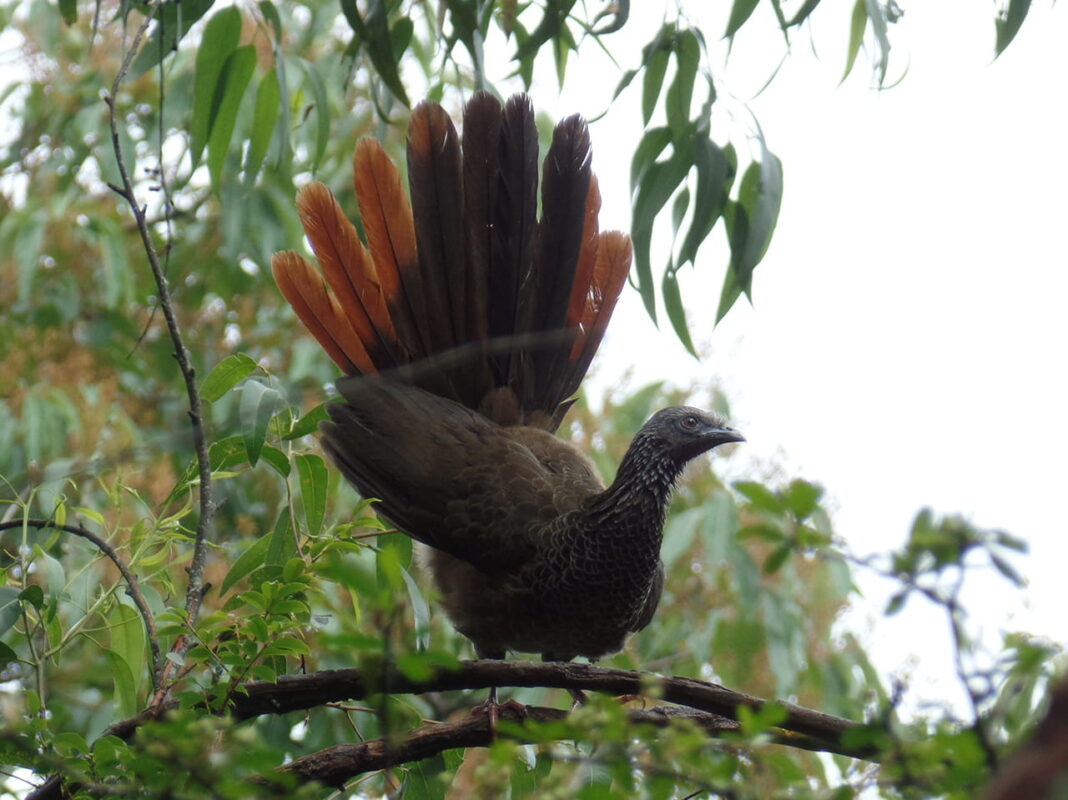 La guacharaca colombiana (Ortalis columbiana)