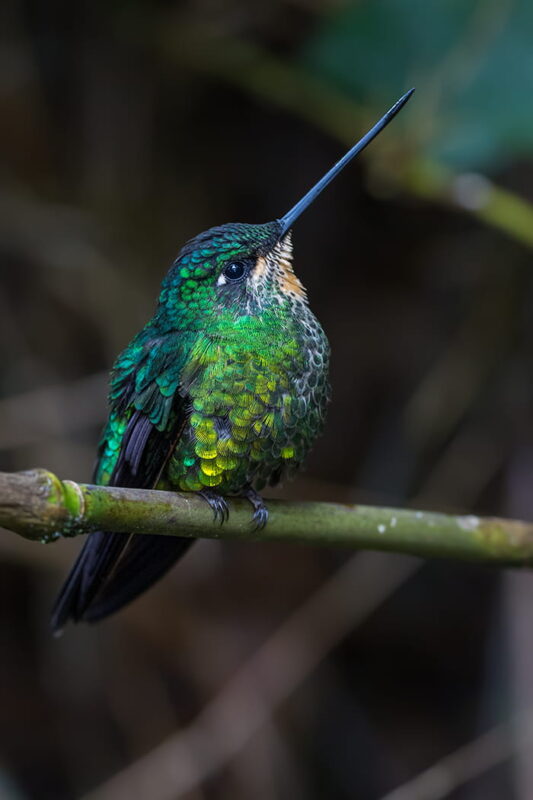 El inca oscuro (Coeligena orina).