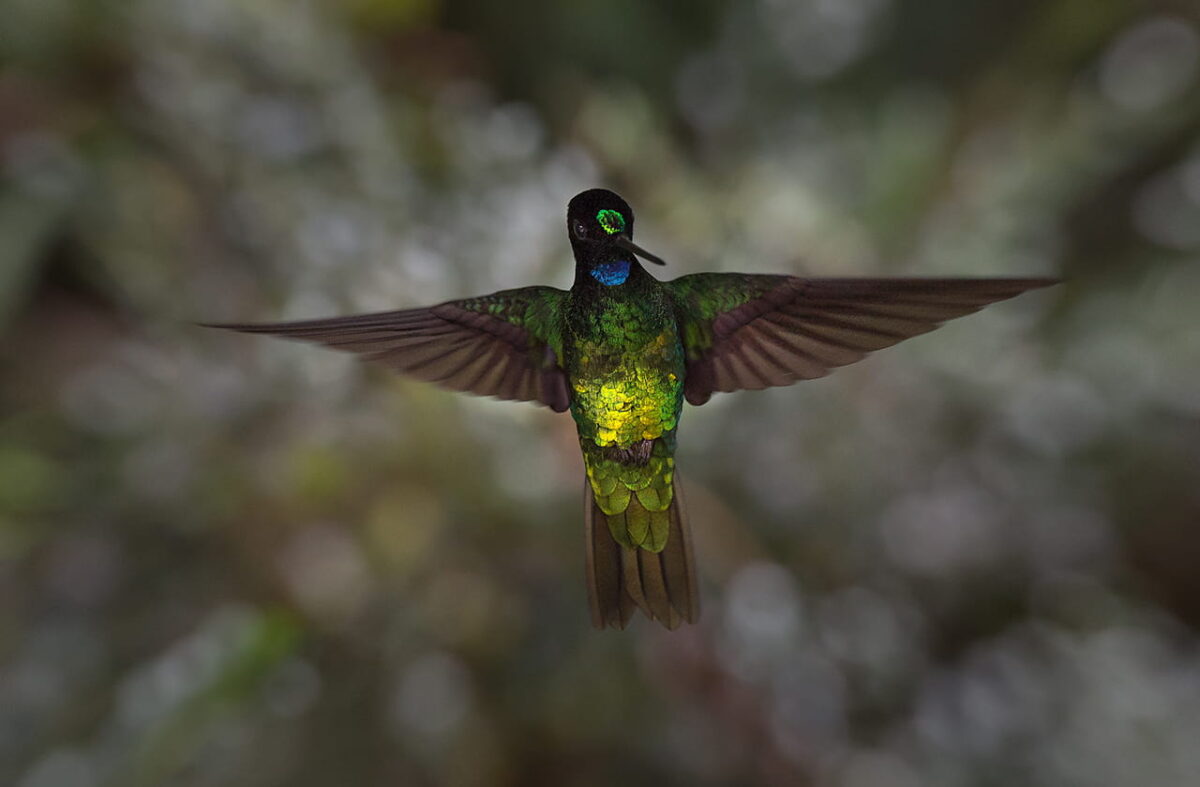 El inca oscuro (Coeligena orina).