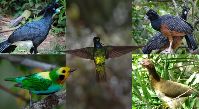 Las aves endémicas de Colombia
