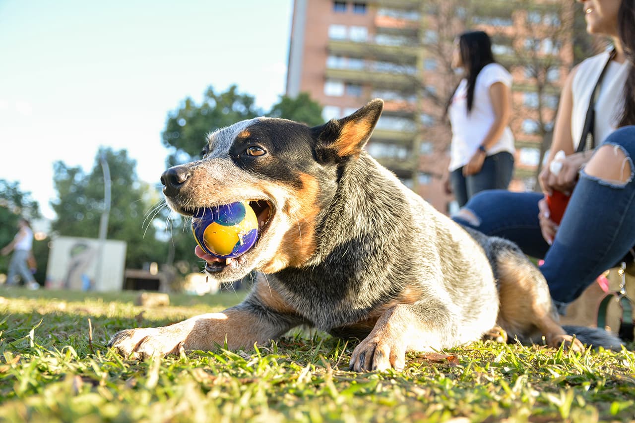 La responsabilidad en la tenencia implica también los efectos del animal en el entorno, como el manejo del ruido, olores y los desechos generados, al igual que la adecuada y segura socialización con otros animales y personas.
