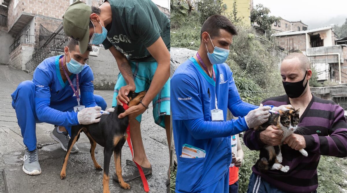 Recomendaciones para prevenir mordeduras o arañazos de mascotas