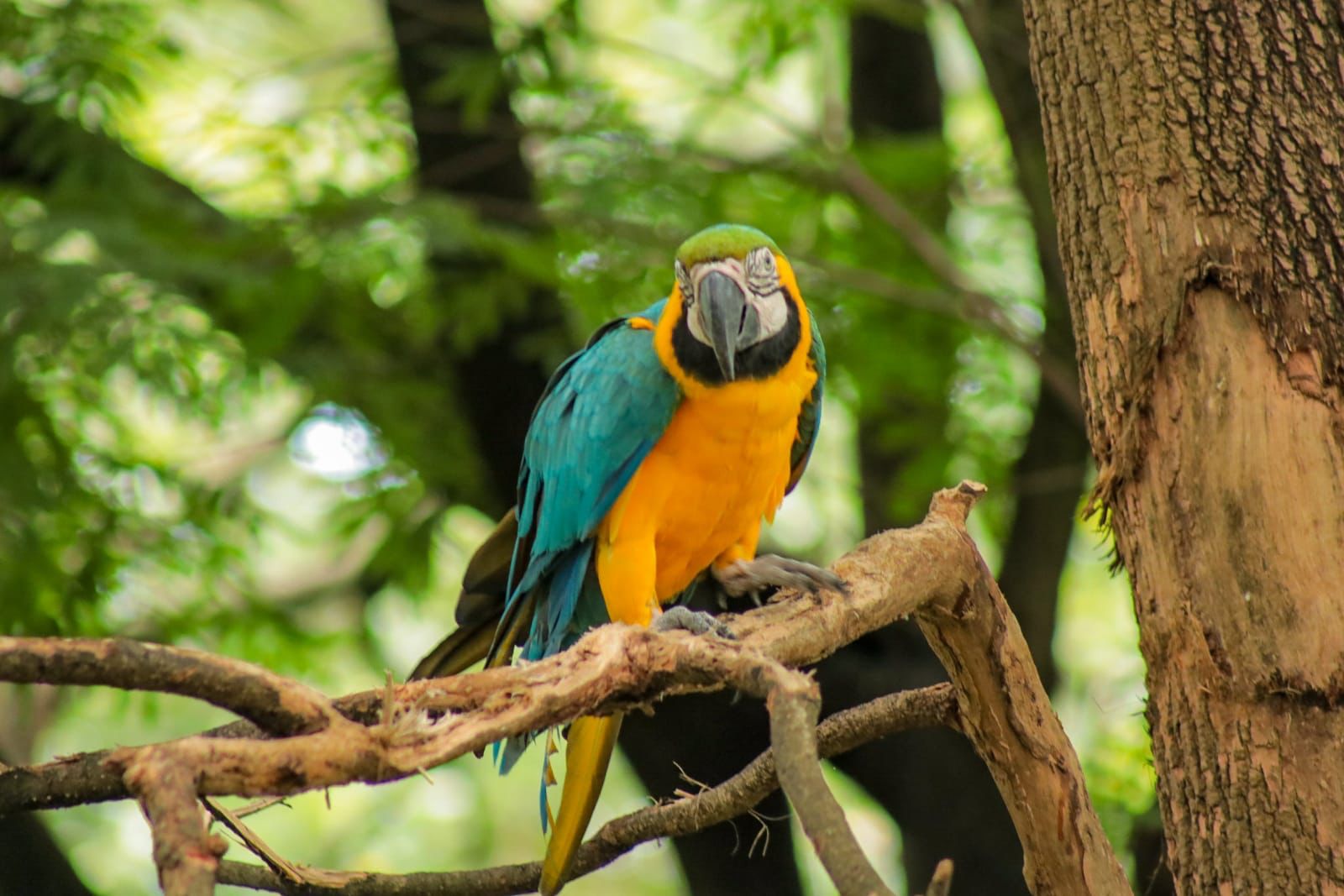 Tráfico de fauna silvestre en semana santa
