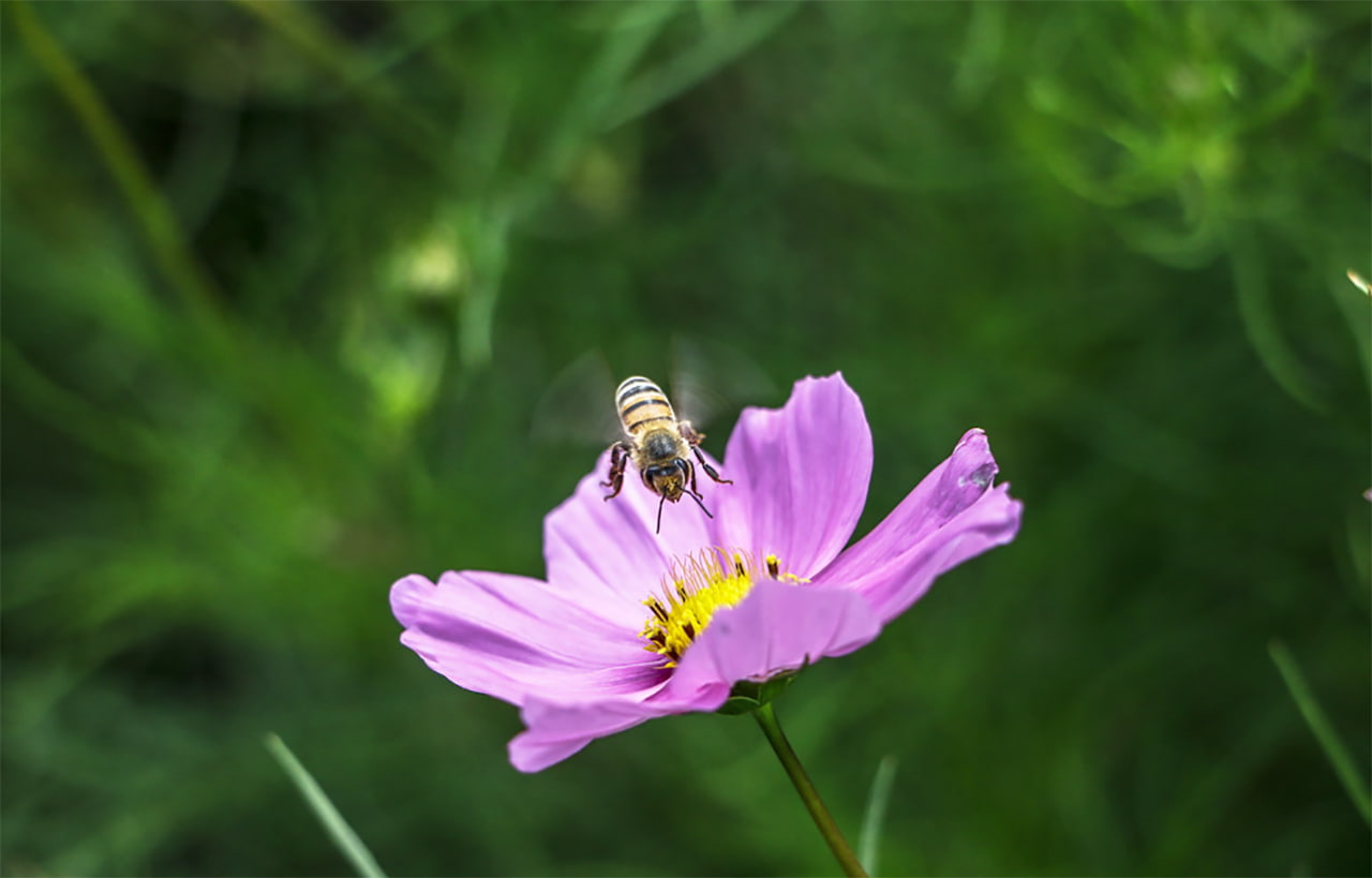 El inventario de abejas en Colombia