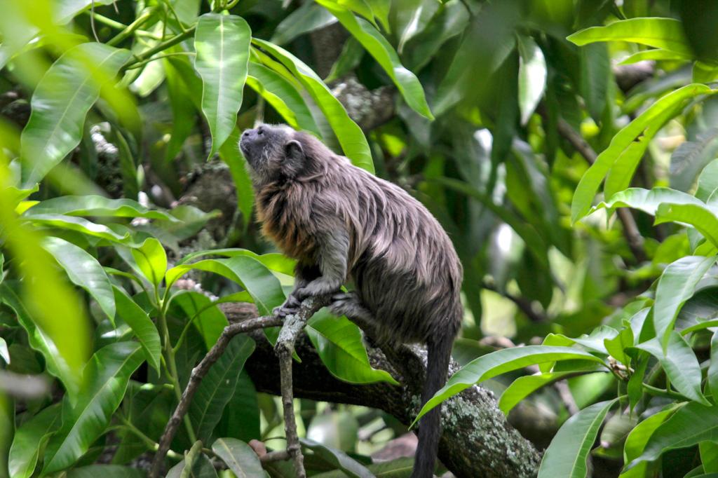 El panorama del tráfico ilegal de primates en el Valle de Aburrá