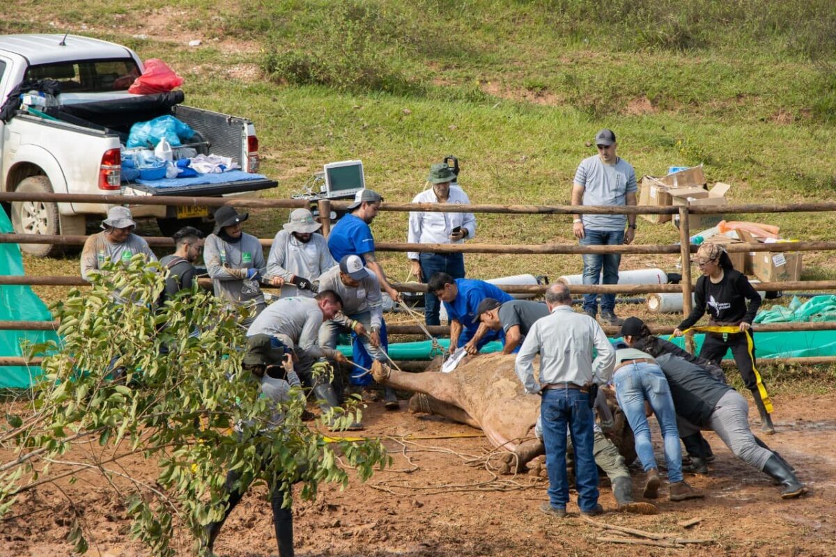Esterilizaron al primer hipopótamo en el Magdalena medio de Antioquia