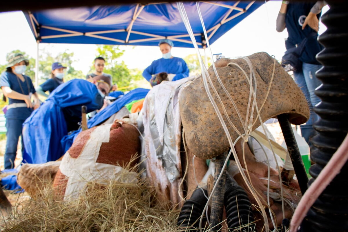 Esterilizaron al primer hipopótamo en el Magdalena medio de Antioquia