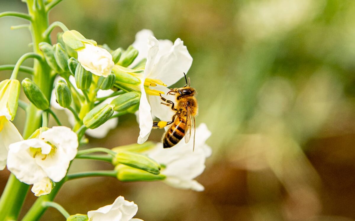 Día Mundial de las Abejas: por qué hay que cuidarla