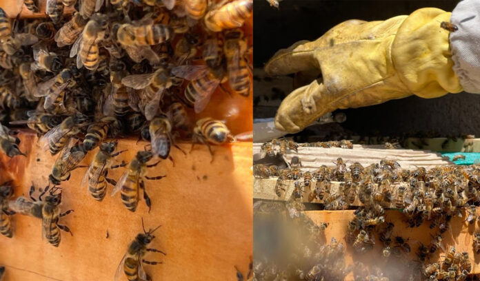Rescatan abejas en el Cementerio Universal de Medellín