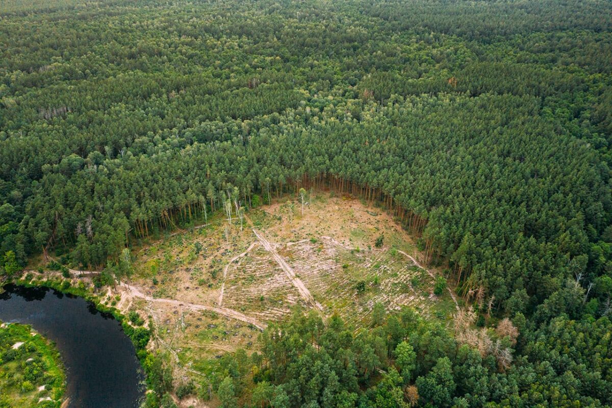 El medio ambiente en Colombia: saldo en rojo