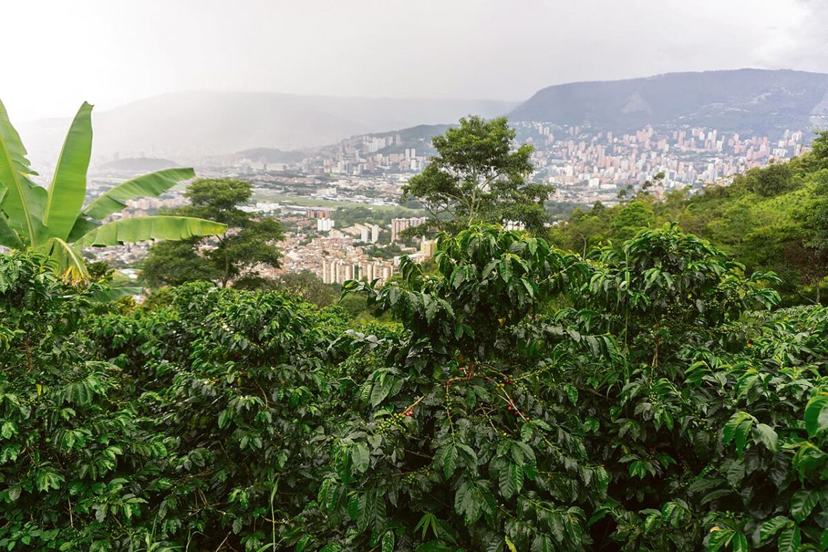 En Medellín hay 428 hectáreas sembradas de café