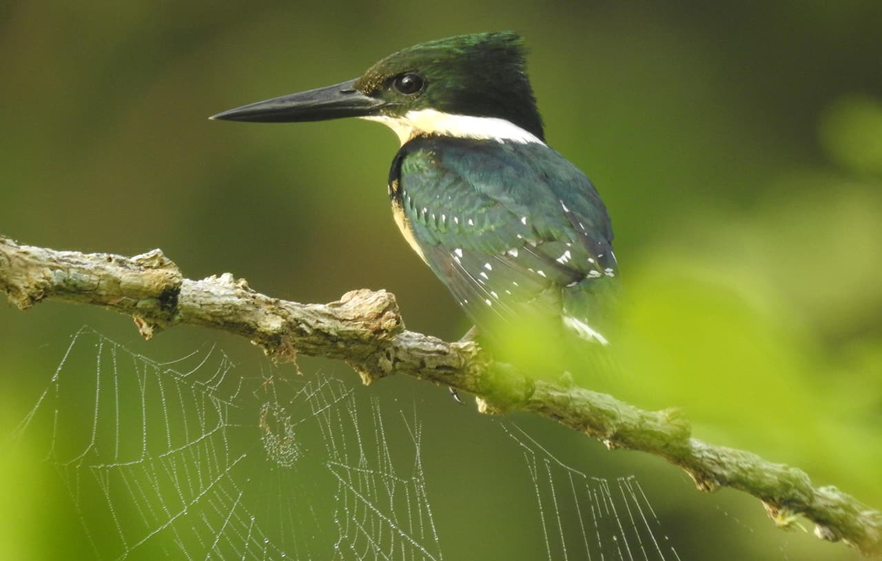 Las aves, fuente de inspiración