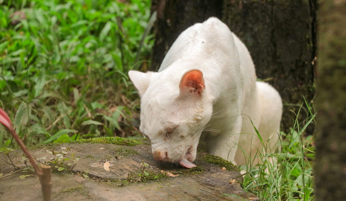 La primera felina silvestre albina de Colombia espera su visita en el Parque de la Conservación, en Medellín​