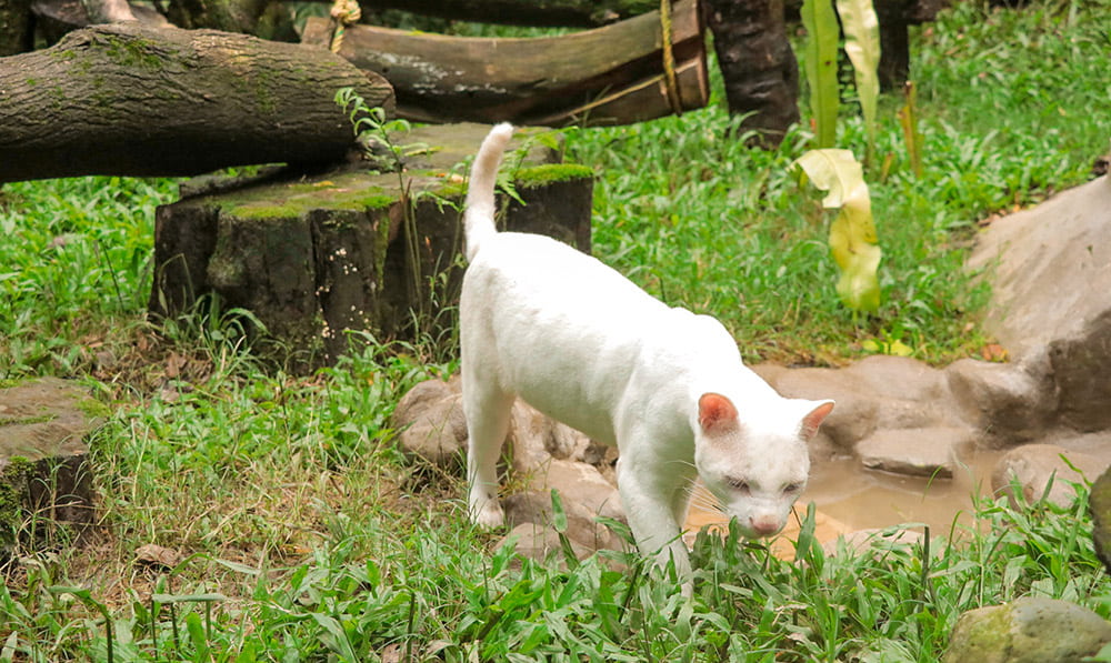 La primera felina silvestre albina de Colombia espera su visita en el Parque de la Conservación, en Medellín​
