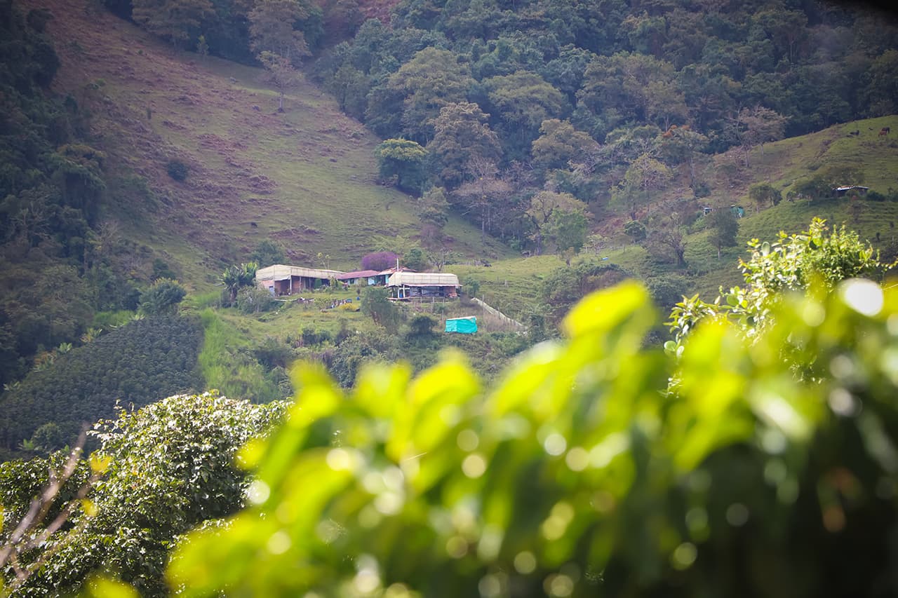 Dos nuevas Áreas Libres de Fauna Silvestre en Cautiverio fueron declaradas en Caicedo, Antioquia