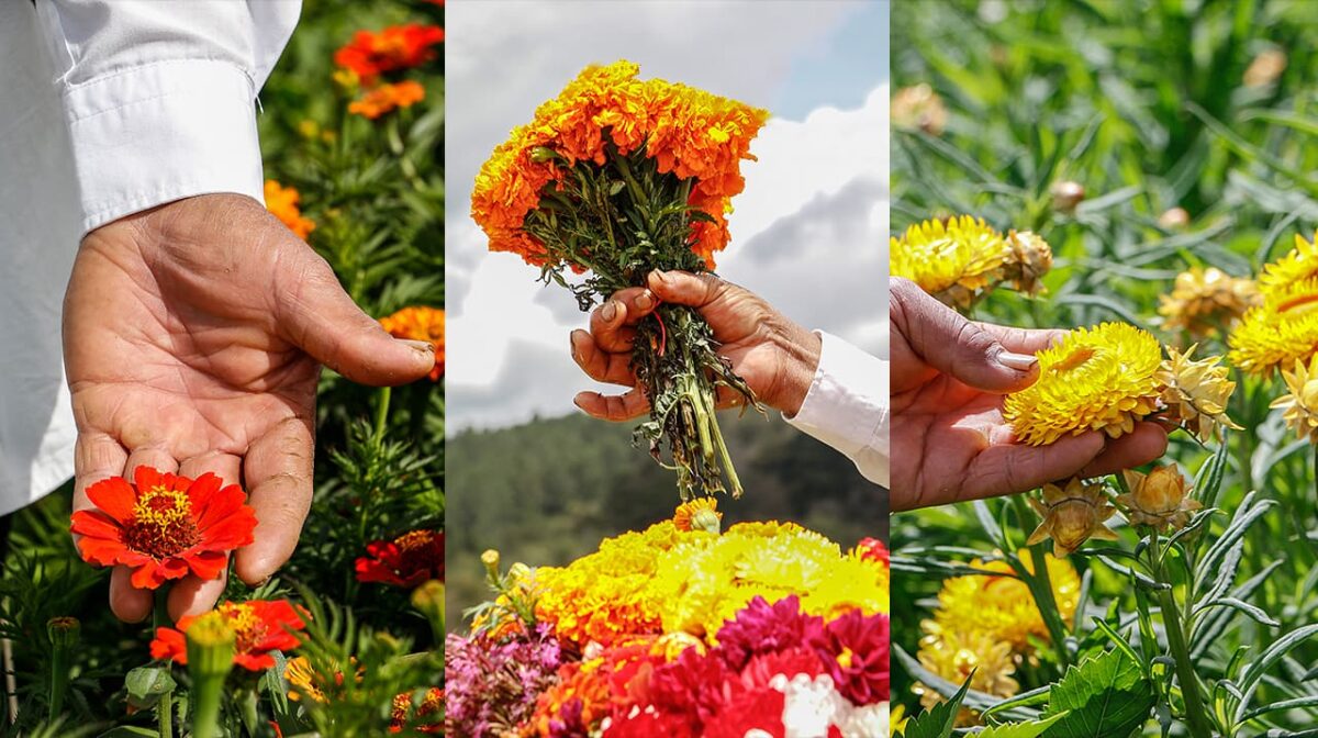 El truque de las flores de los silleteros, en la Feria de las Flores 2022