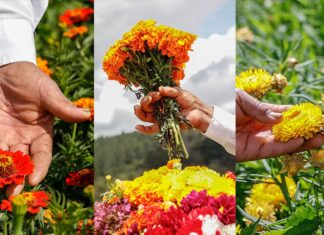 El truque de las flores de los silleteros, en la Feria de las Flores 2022