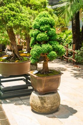 Expo bonsai 2022 en el Centro Comercial San Diego