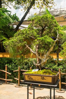 Expo bonsai 2022 en el Centro Comercial San Diego