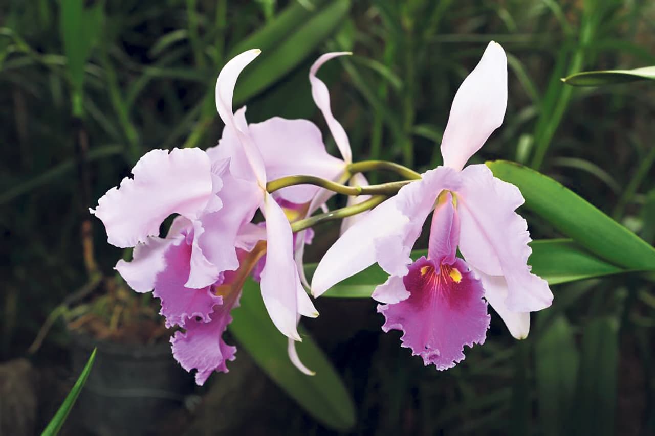 Florecer, en el Jardín Botánico