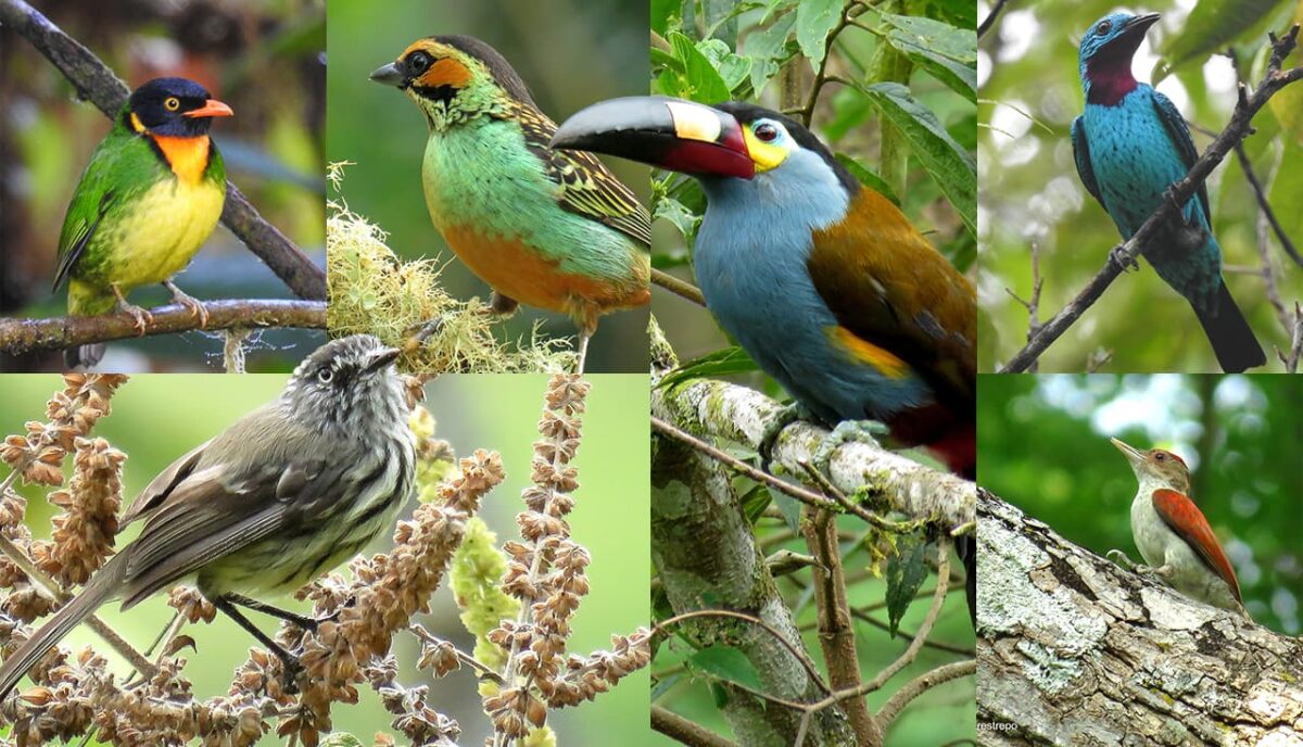 La maravillosa ruta de avistamiento de aves del sur de Colombia