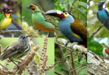 La maravillosa ruta de avistamiento de aves del sur de Colombia