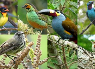 La maravillosa ruta de avistamiento de aves del sur de Colombia