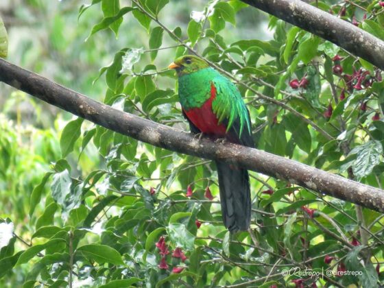 Quetzal colinegro - Autor Carlos Iván Restrepo