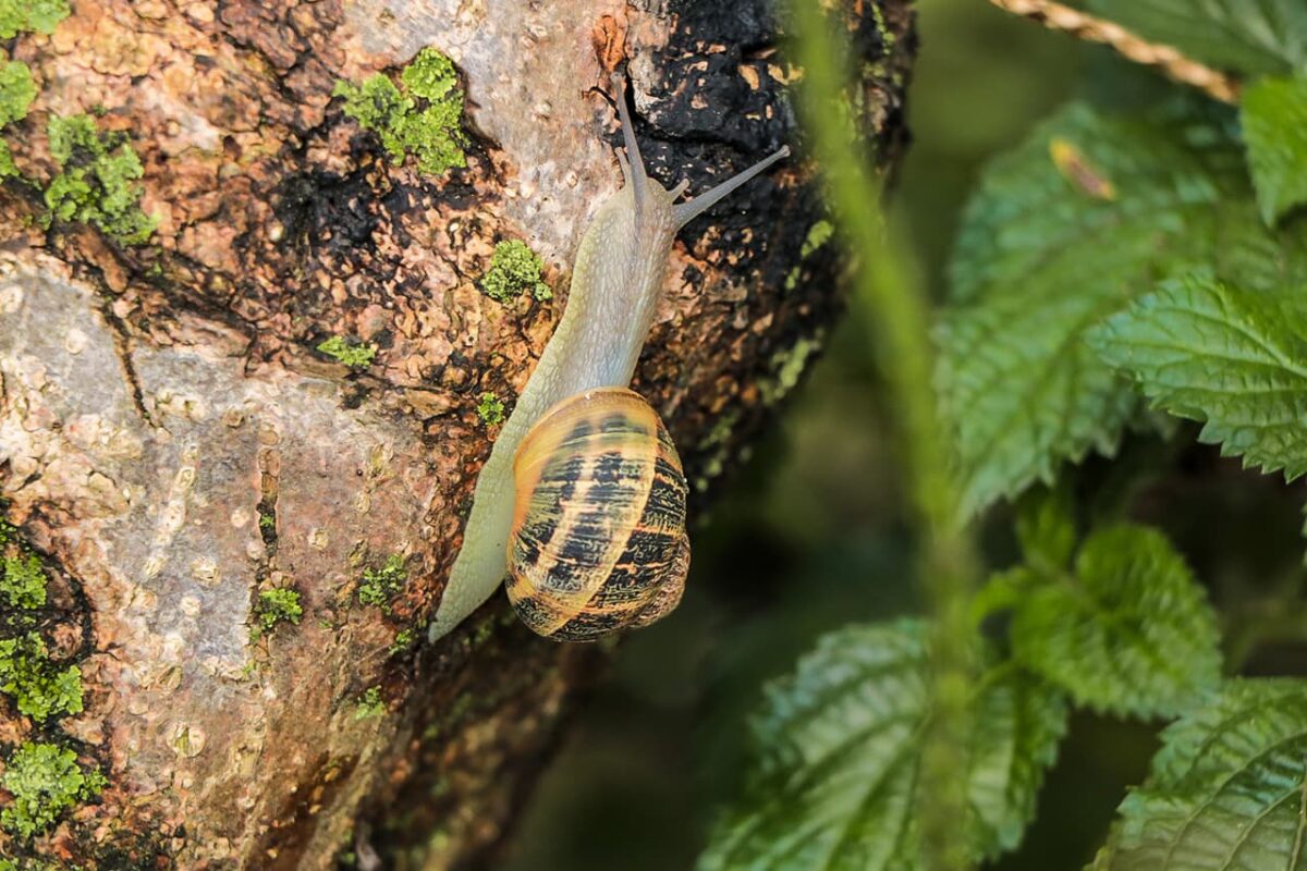 Guía para reconocer los caracoles nativos e invasores en Medellín y en el Valle de Aburrá