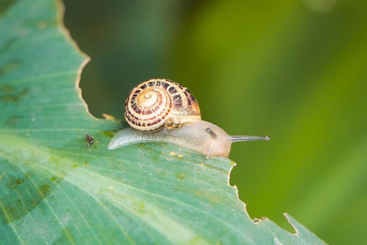 Guía para reconocer los caracoles nativos e invasores en Medellín y en el Valle de Aburrá