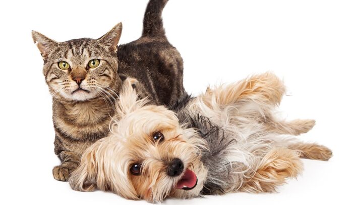 Jornadas de vacunación contra la rabia para los perros y gatos en El Poblado