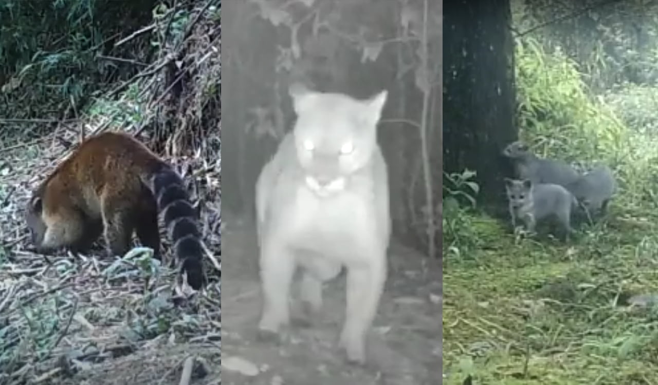 Los avistamientos de felinos y otras especies de la fauna silvestre en Envigado