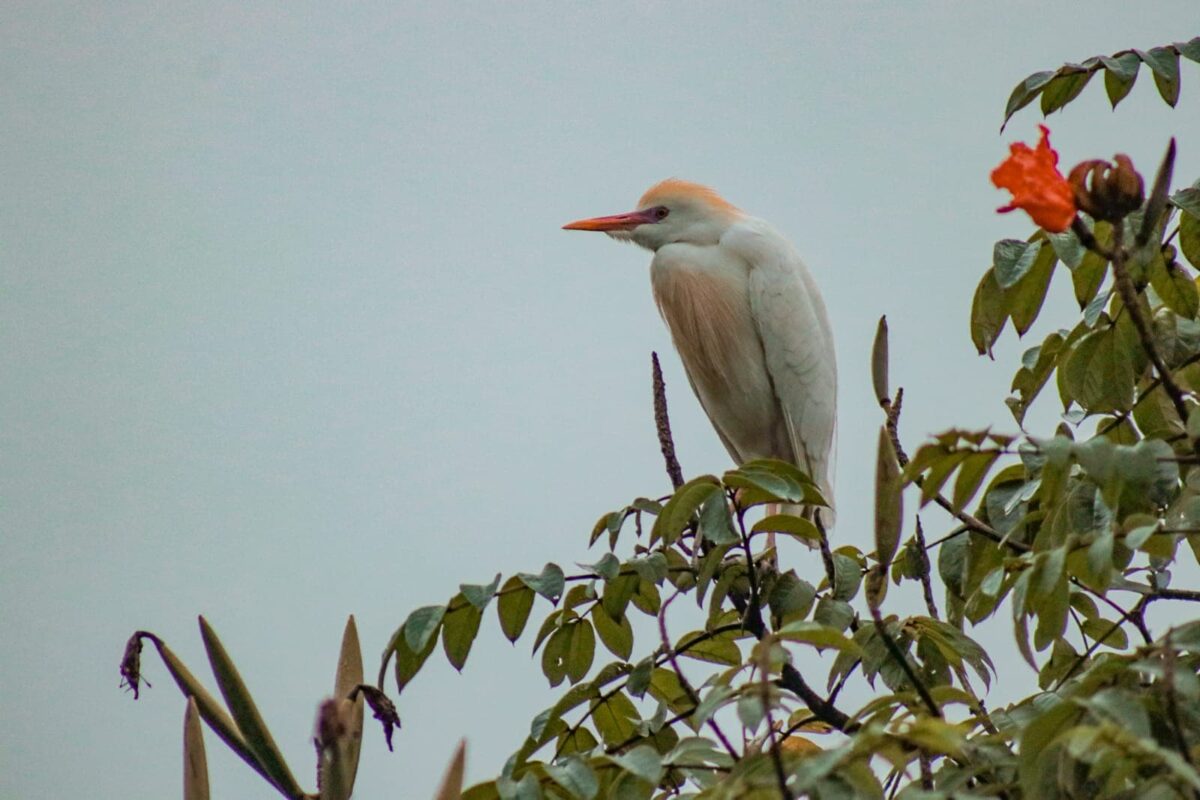 fauna brown nike tear away