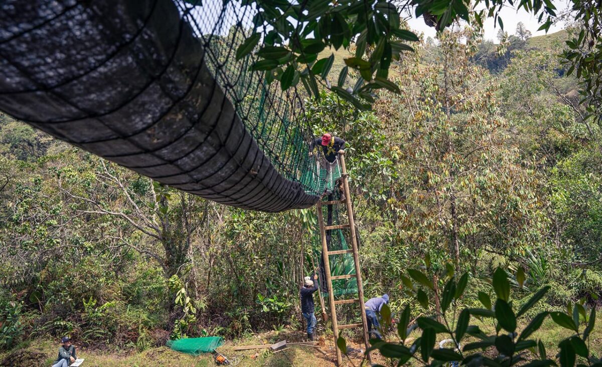 Cuatro nuevos pasos para la fauna silvestre tiene Antioquia