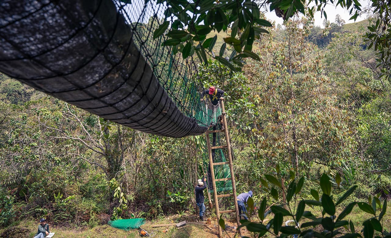 Cuatro nuevos pasos para la fauna silvestre tiene Antioquia