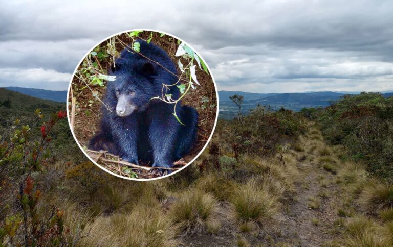 El oso andino tiene un nuevo hábitat, recuperado ambientalmente