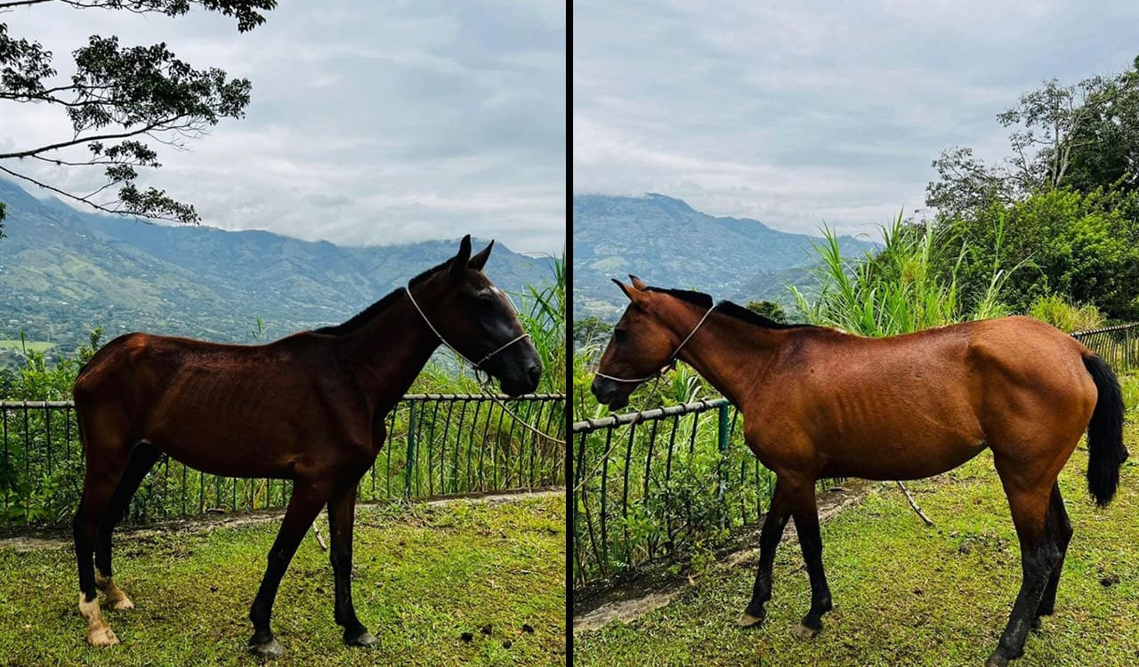 En Antioquia se pueden adoptar caballos